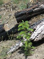 Memorial tree