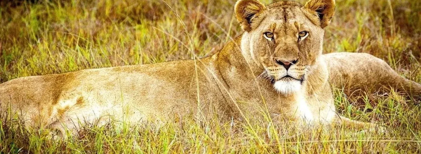 Lion seen on a Green Earth Travel trip